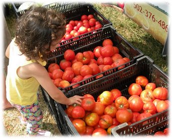 12th Annual Henry County Harvest Showcase