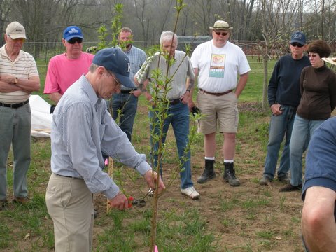 FRUIT PRUNING DEMONSTRATION